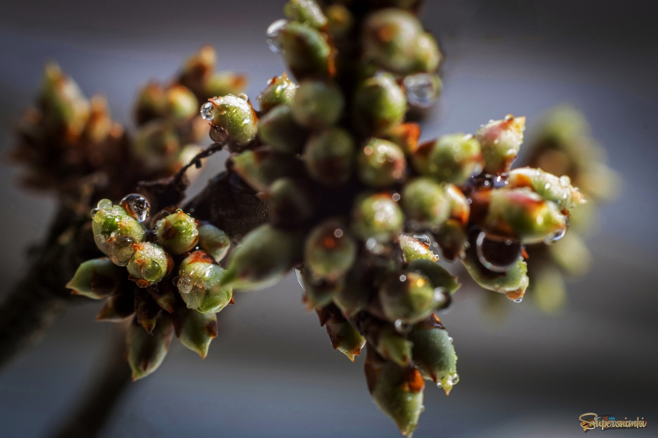 Пробуждение