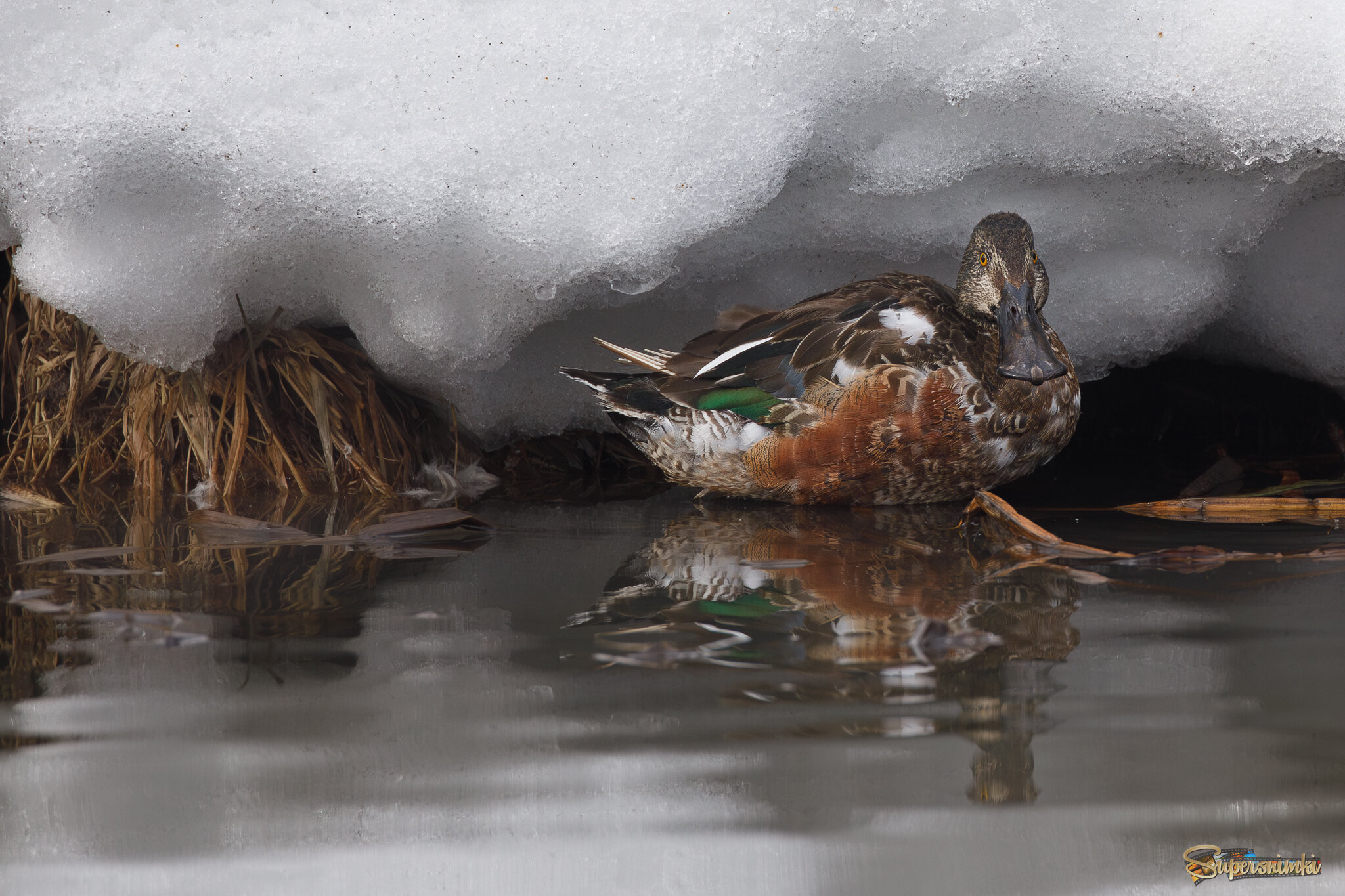 Под снежным покрывалом