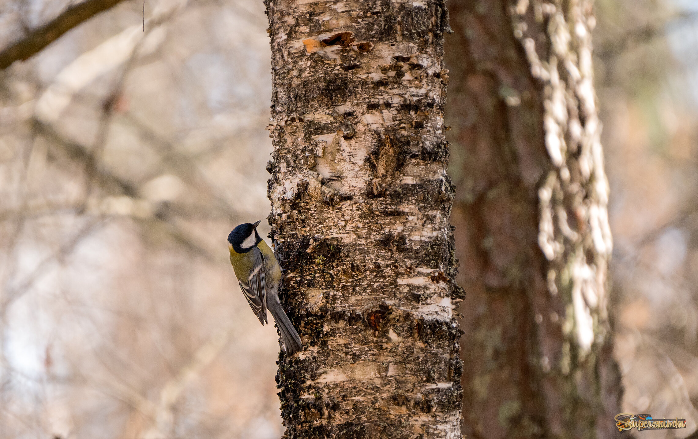 69c67bbb9555acb2a79f5a05