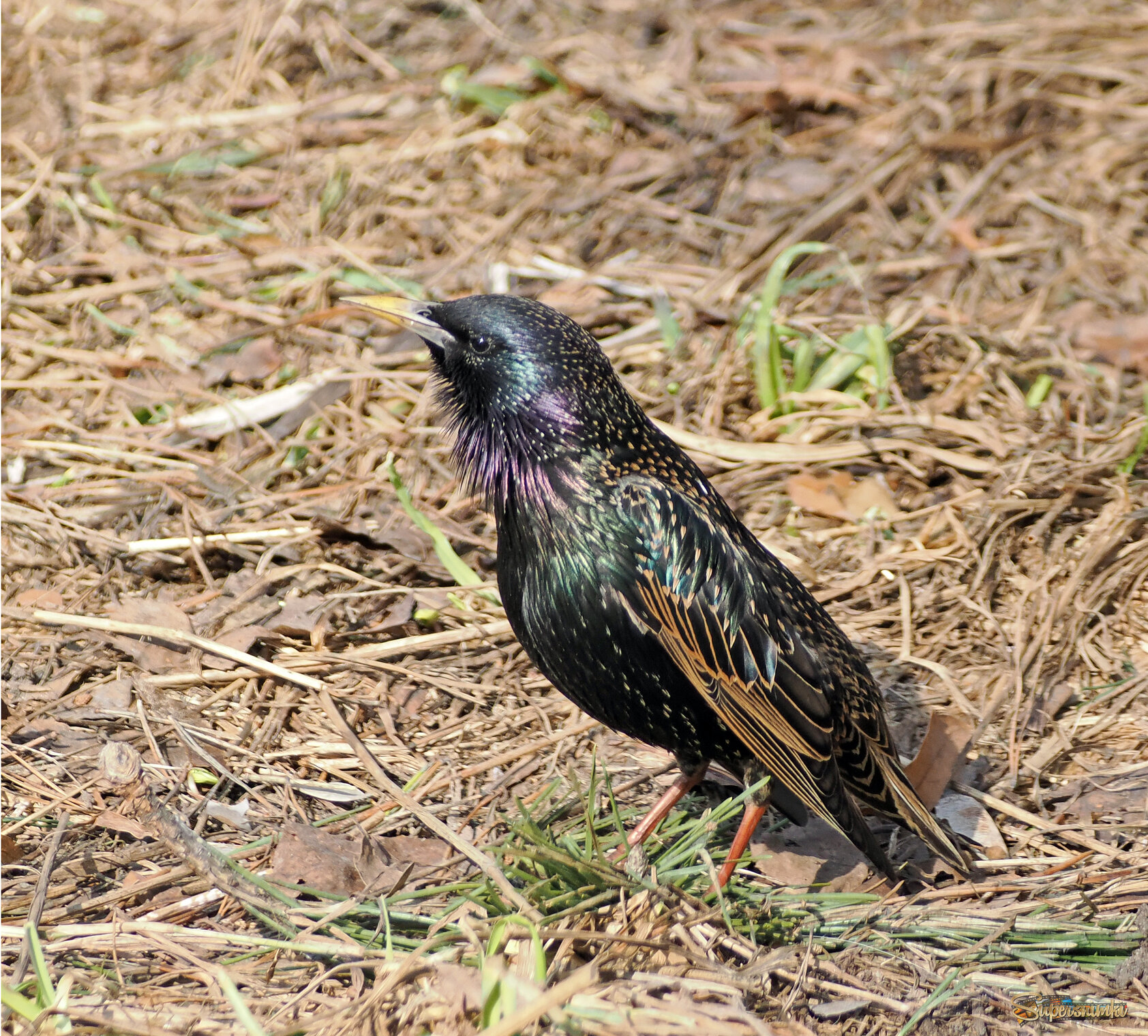 Обыкновенный скворец, красавец!