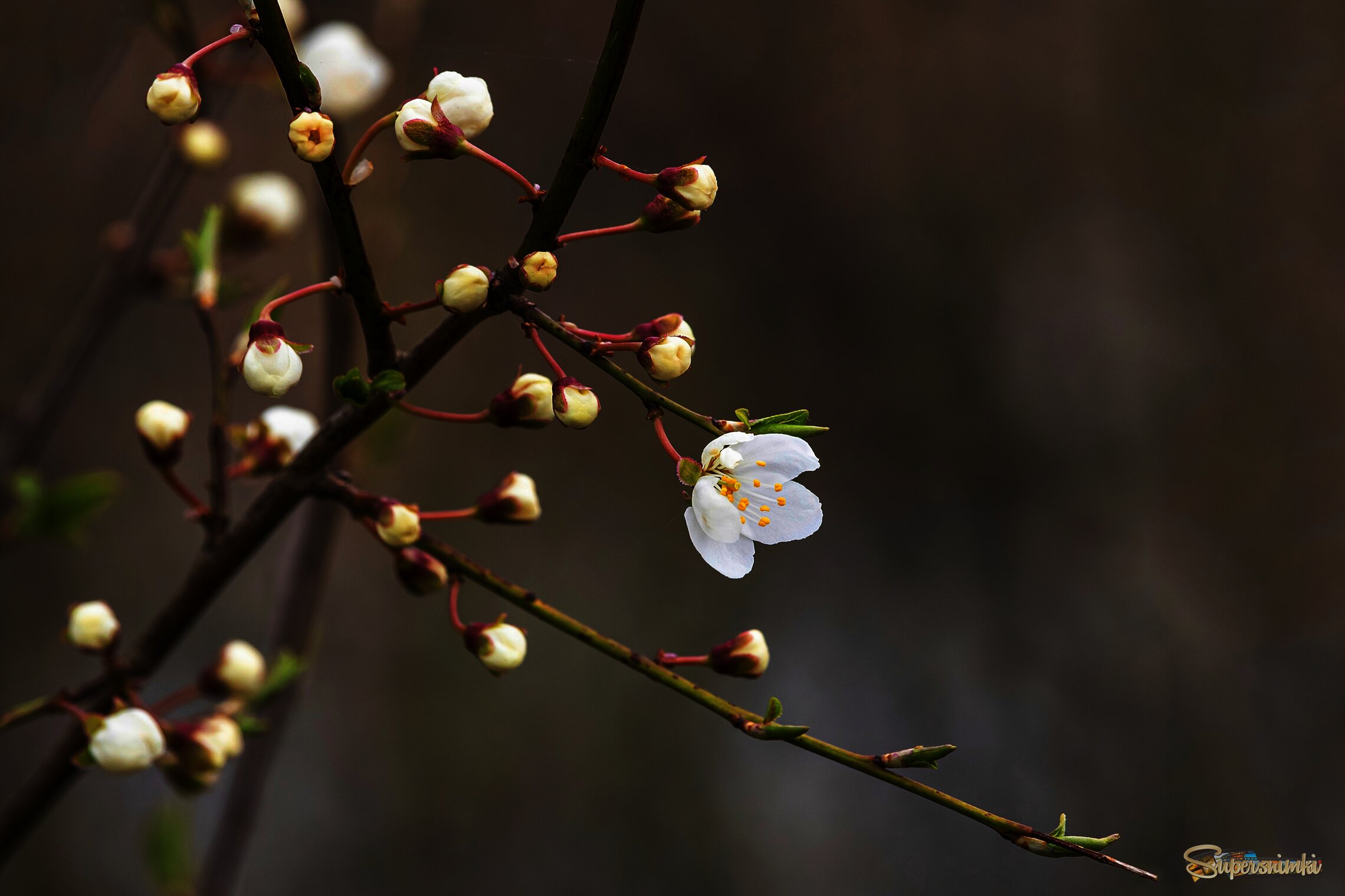 Пробуждение