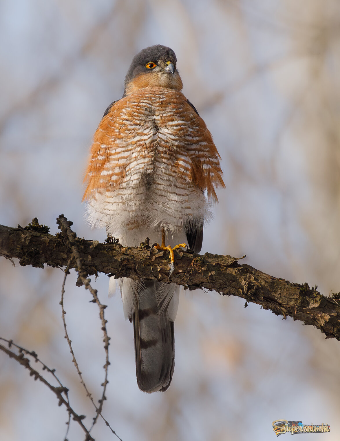 Встрепенулся
