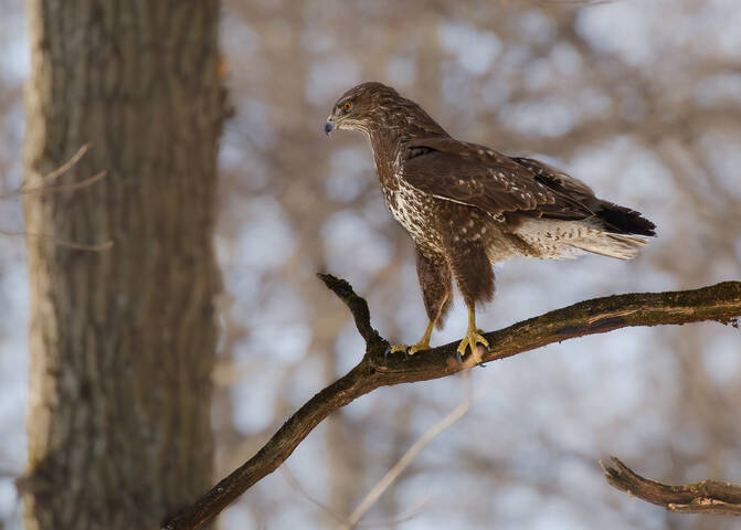 Берегитесь мыши!