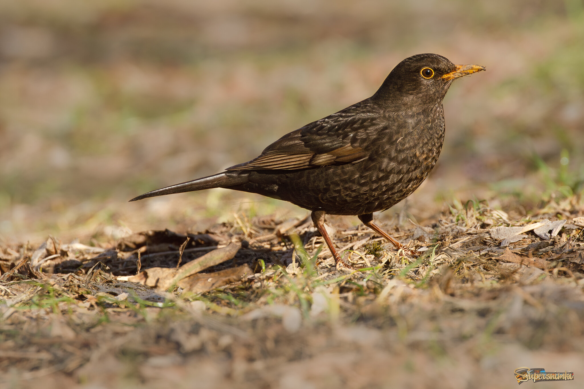 Кареглазый