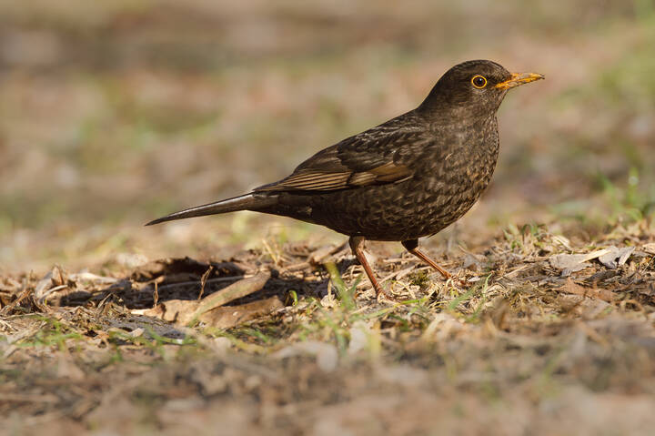 Кареглазый