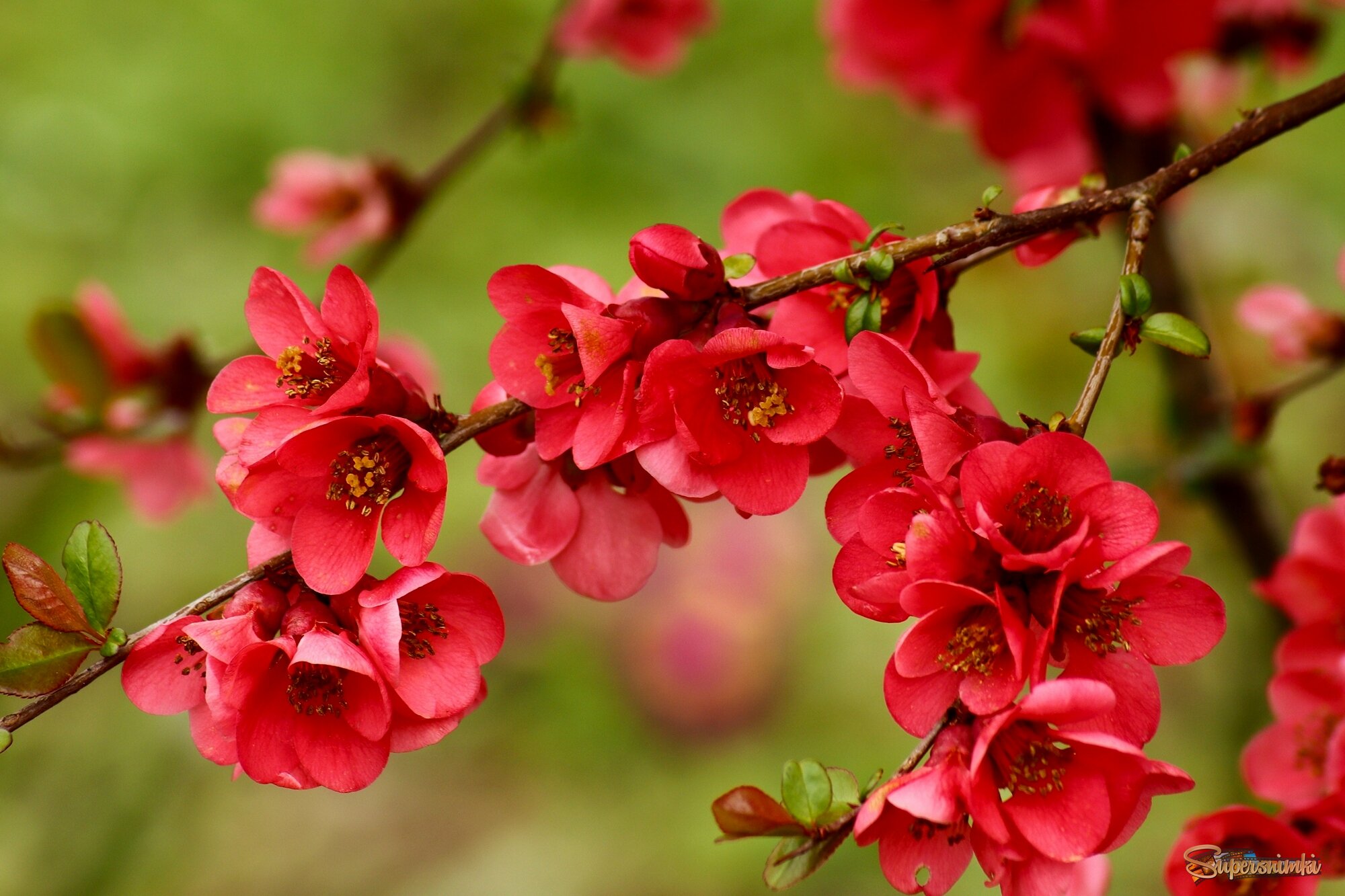 Цветение айвы