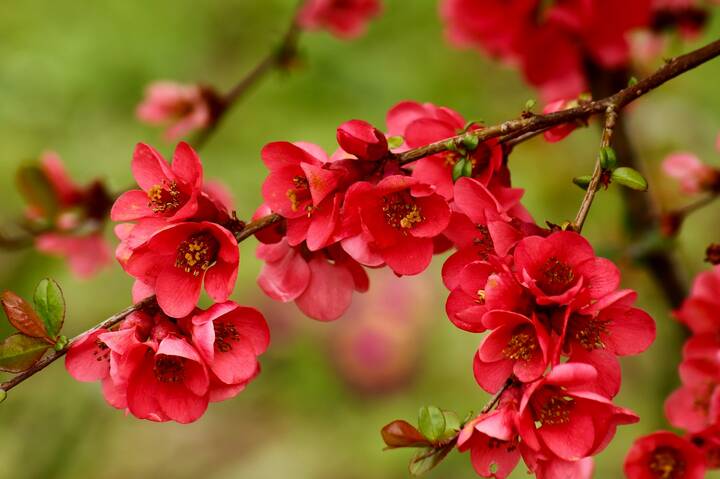 Цветение айвы