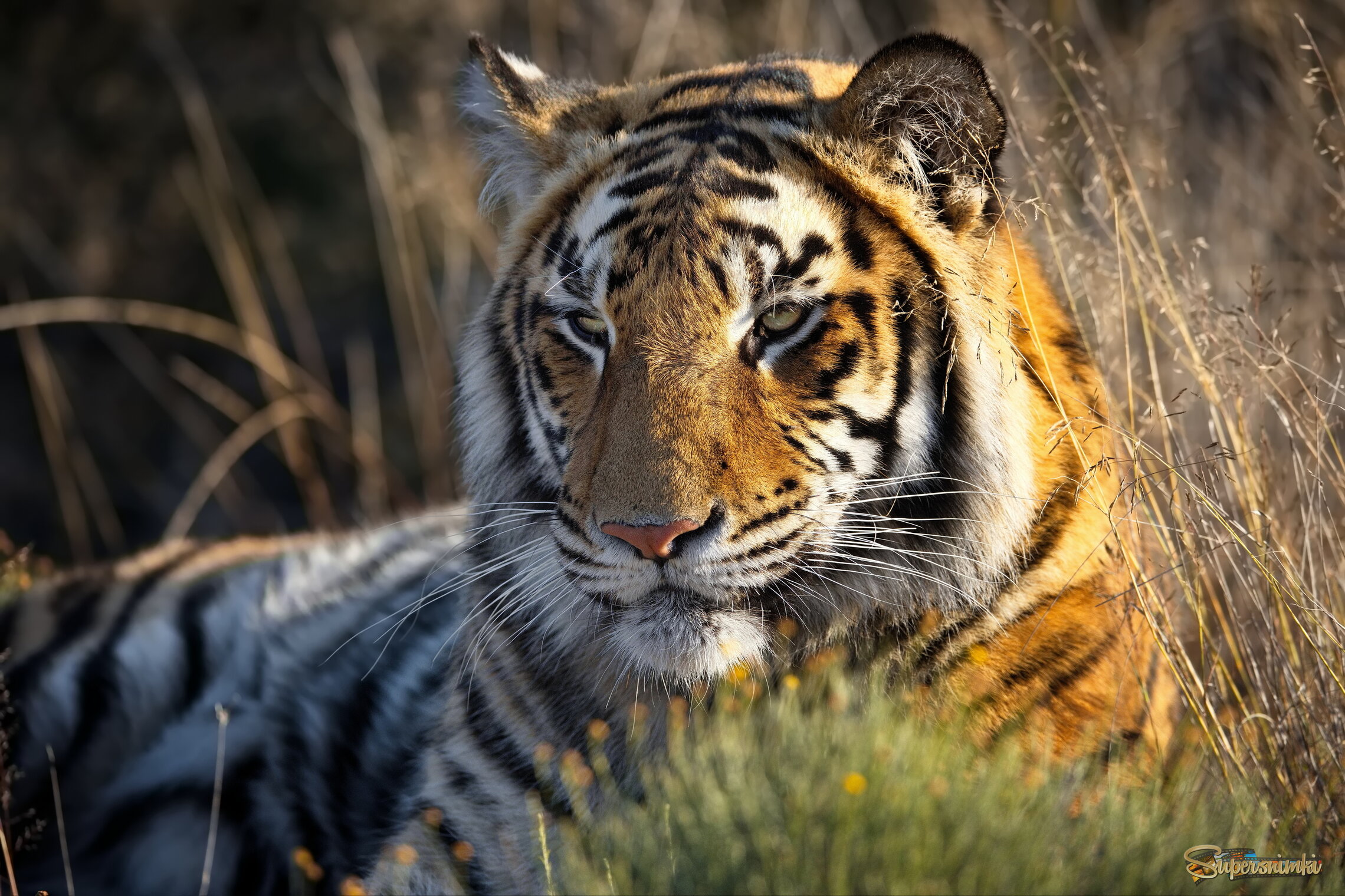 Задумчивость