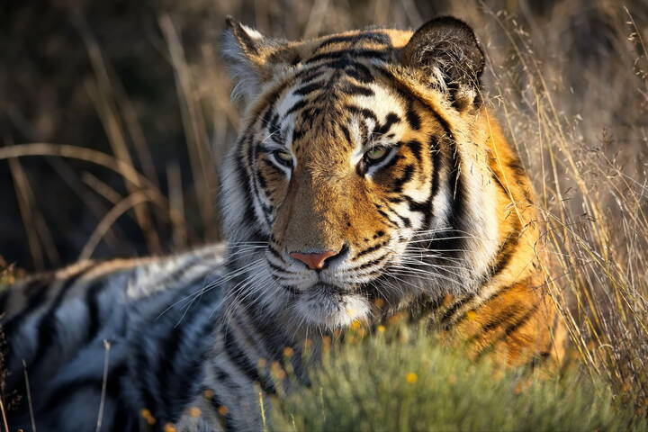 Задумчивость