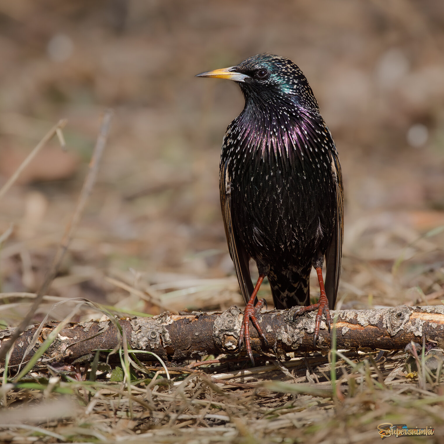 Скворец - молодец