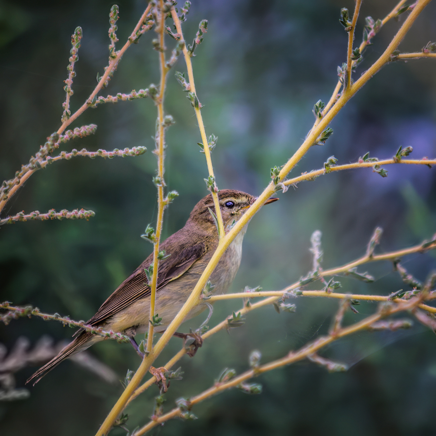 Спряталась