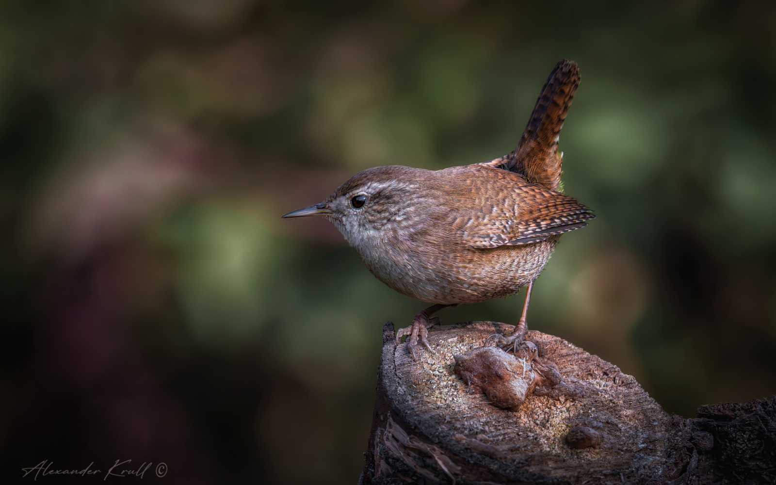 Задерихвост
