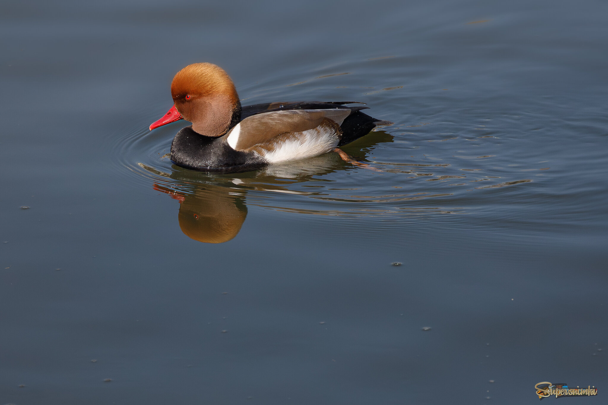 Хорош бродяга!