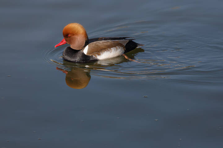 Хорош бродяга!