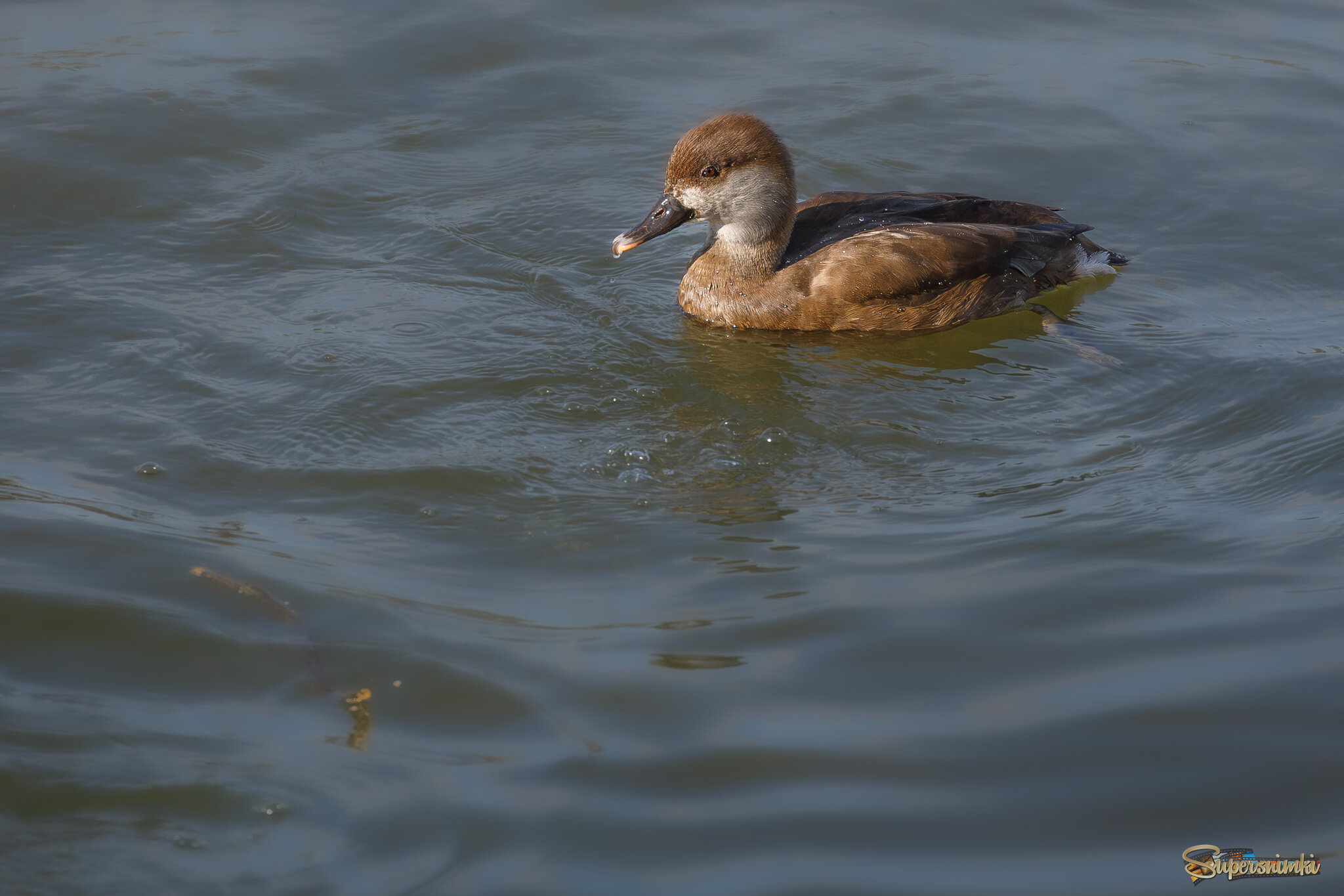 Молодая красавица