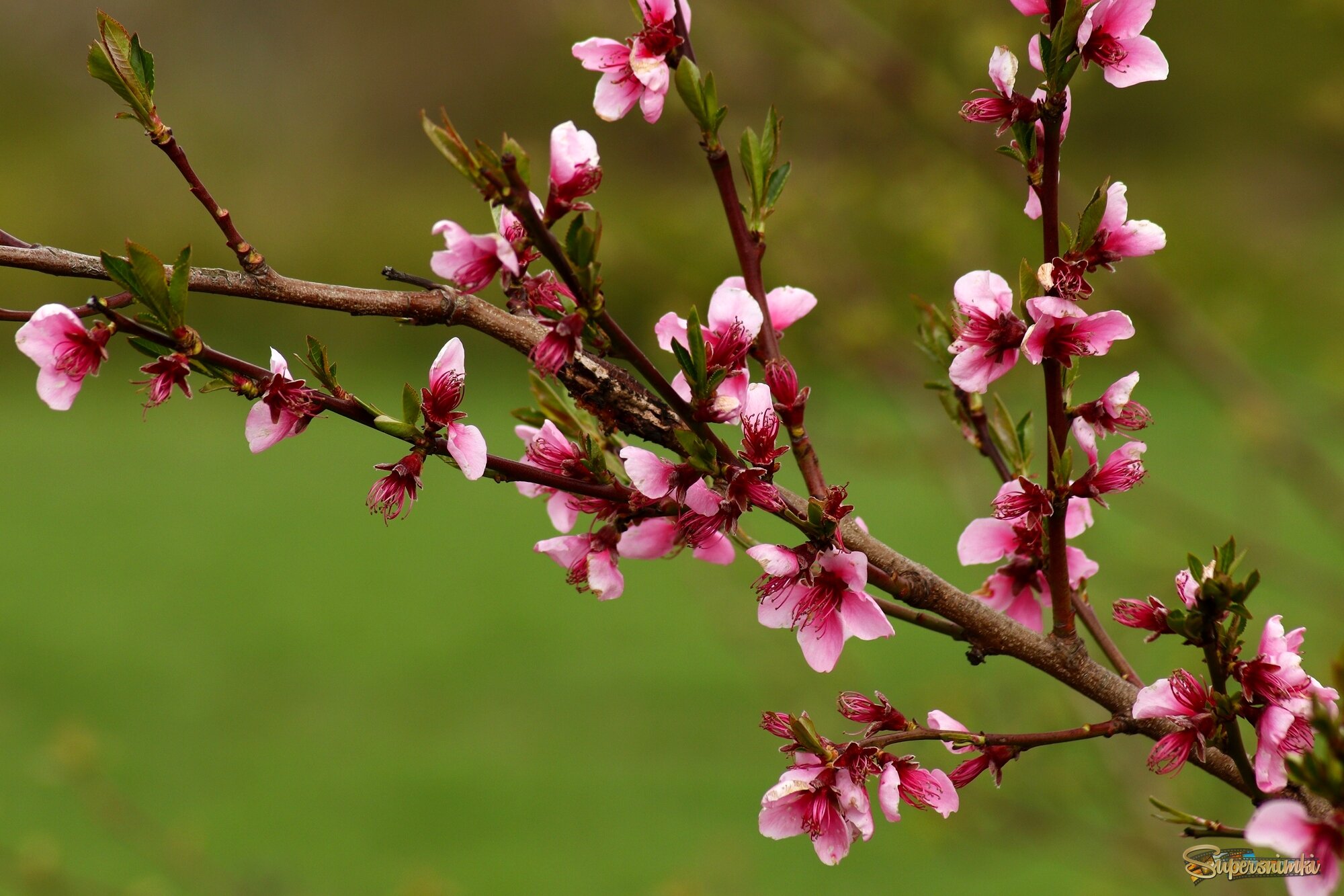 Цветение персика