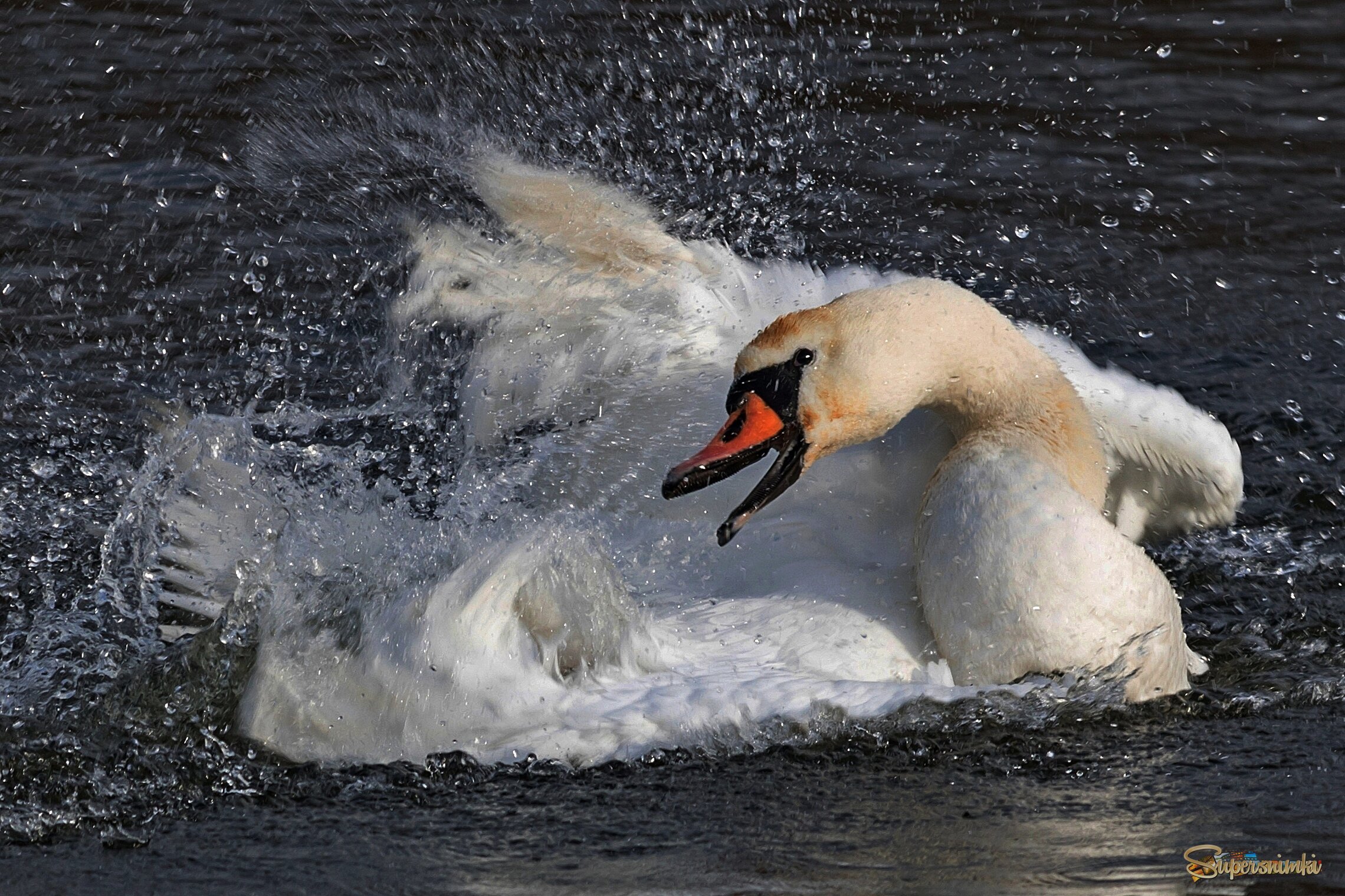 Экспрессия