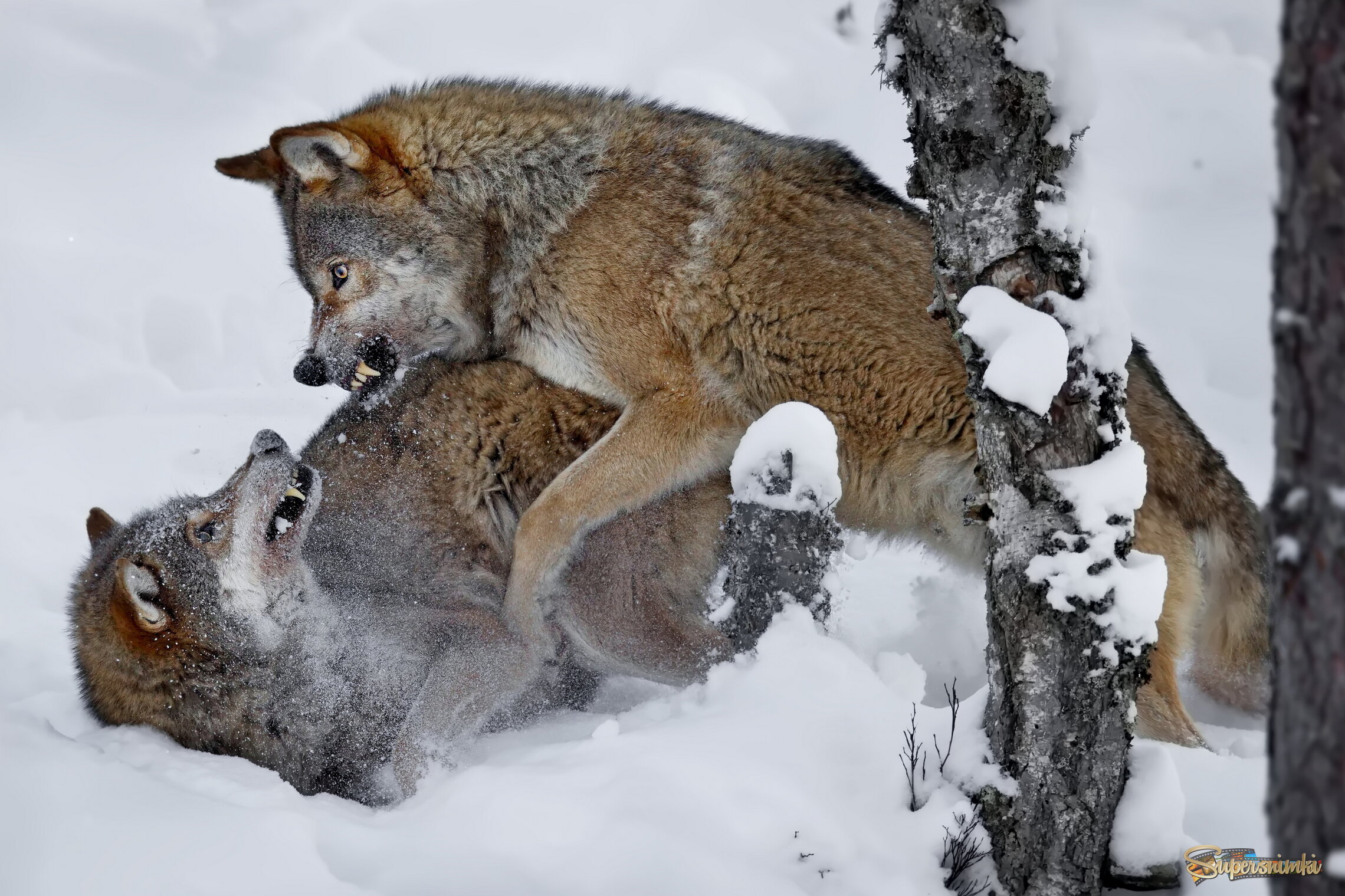 Война и мир