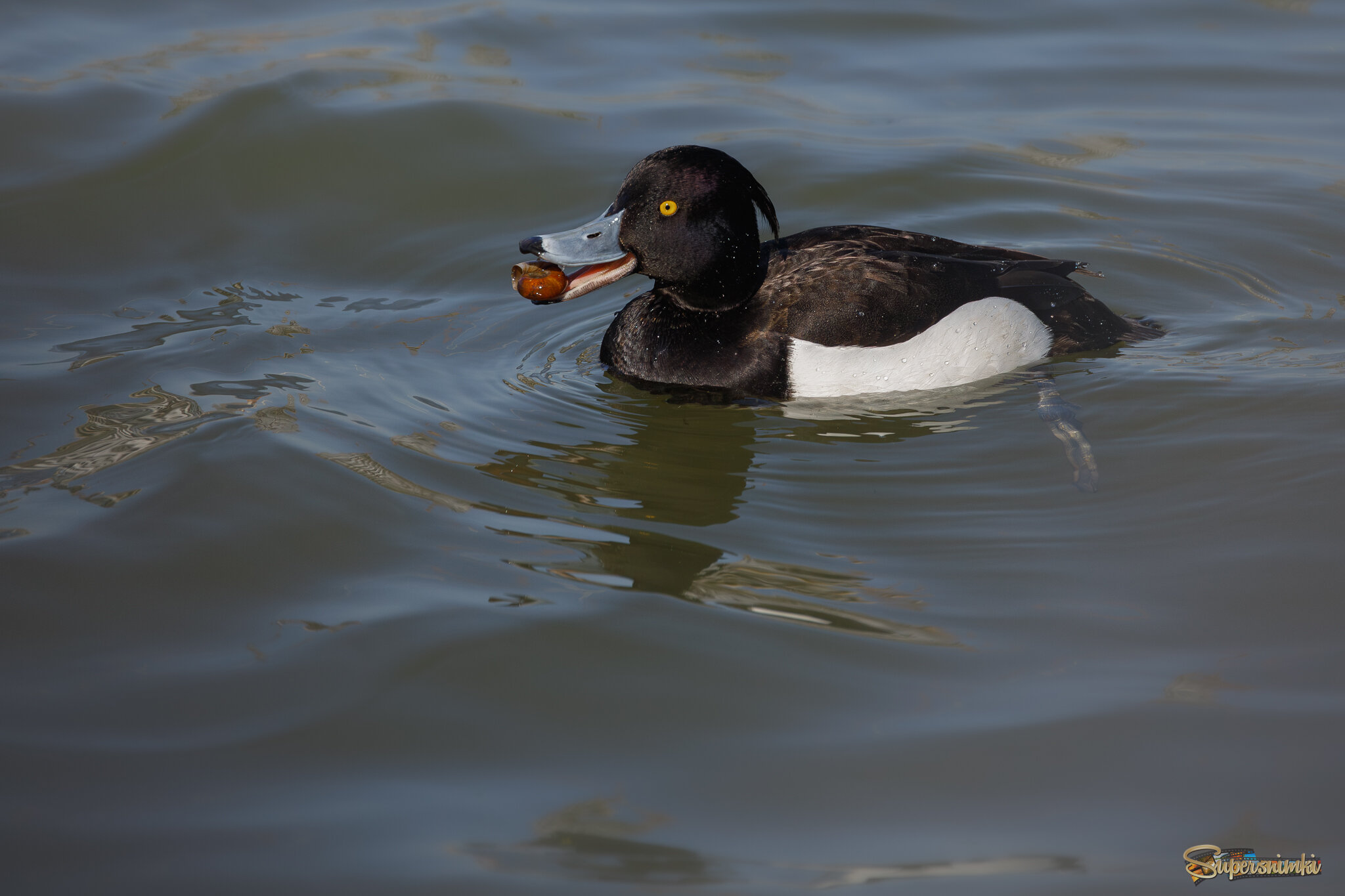 А я улитку поймал !!!