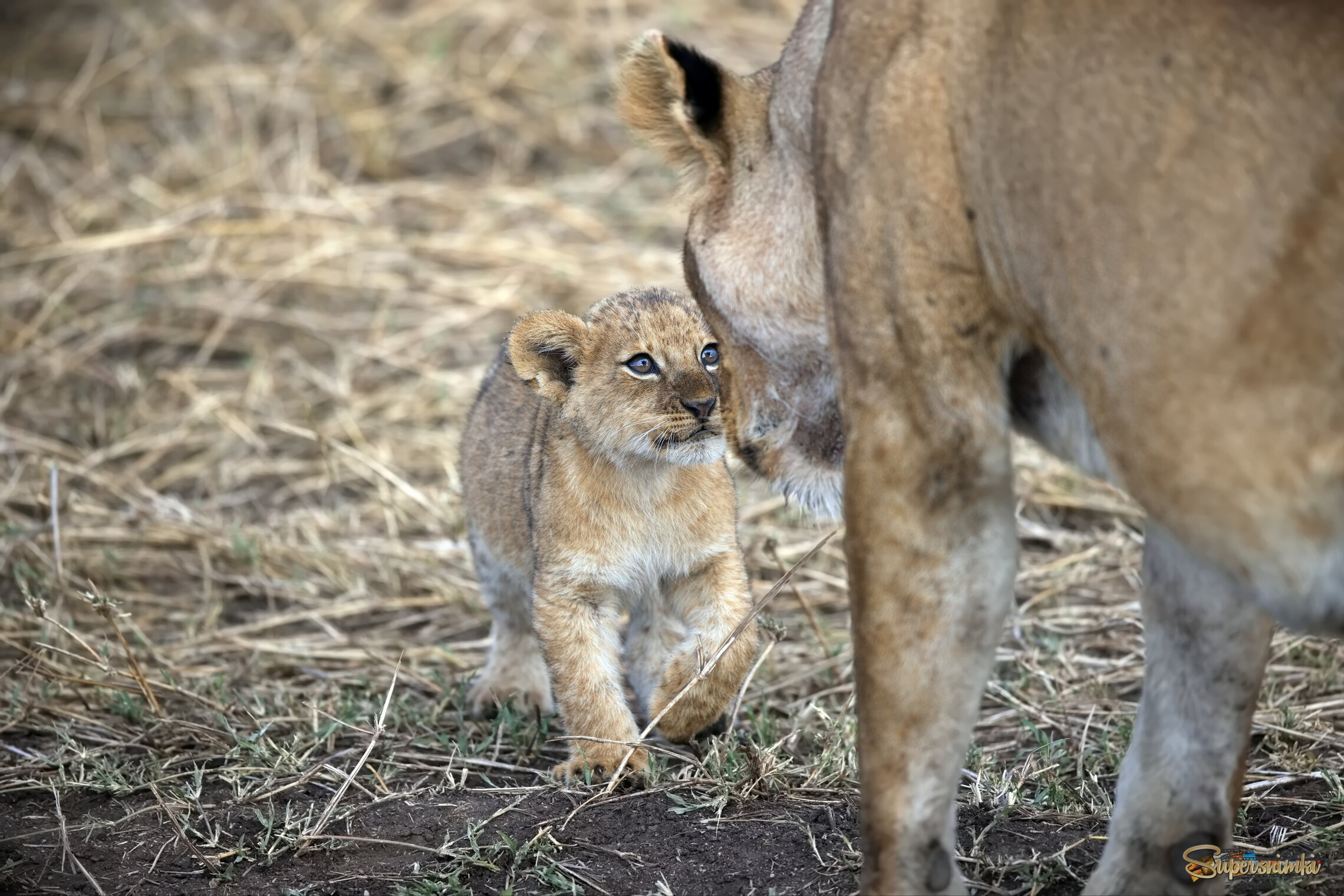 Разговор с матерью