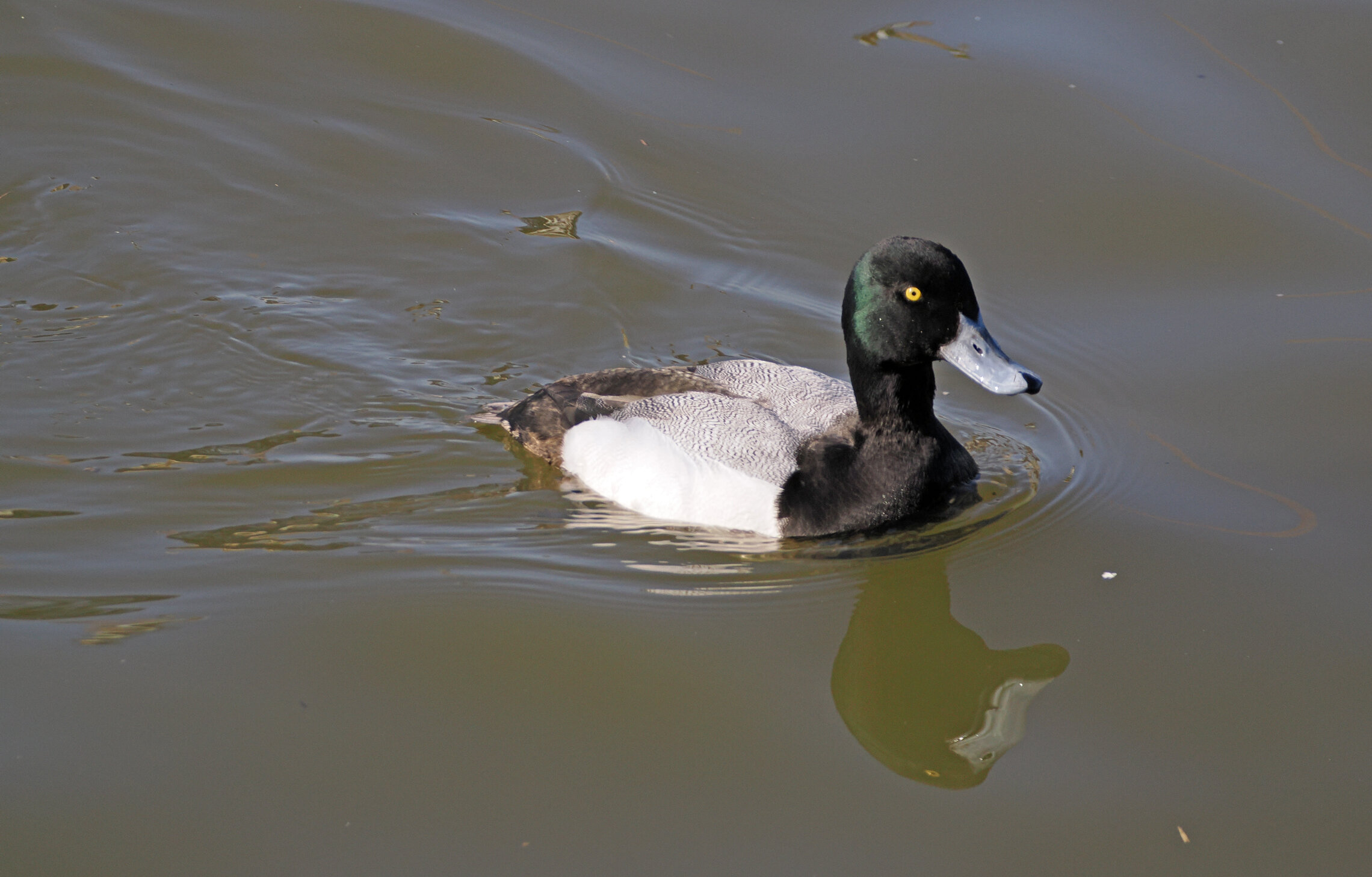 Морская чернеть, он и она.