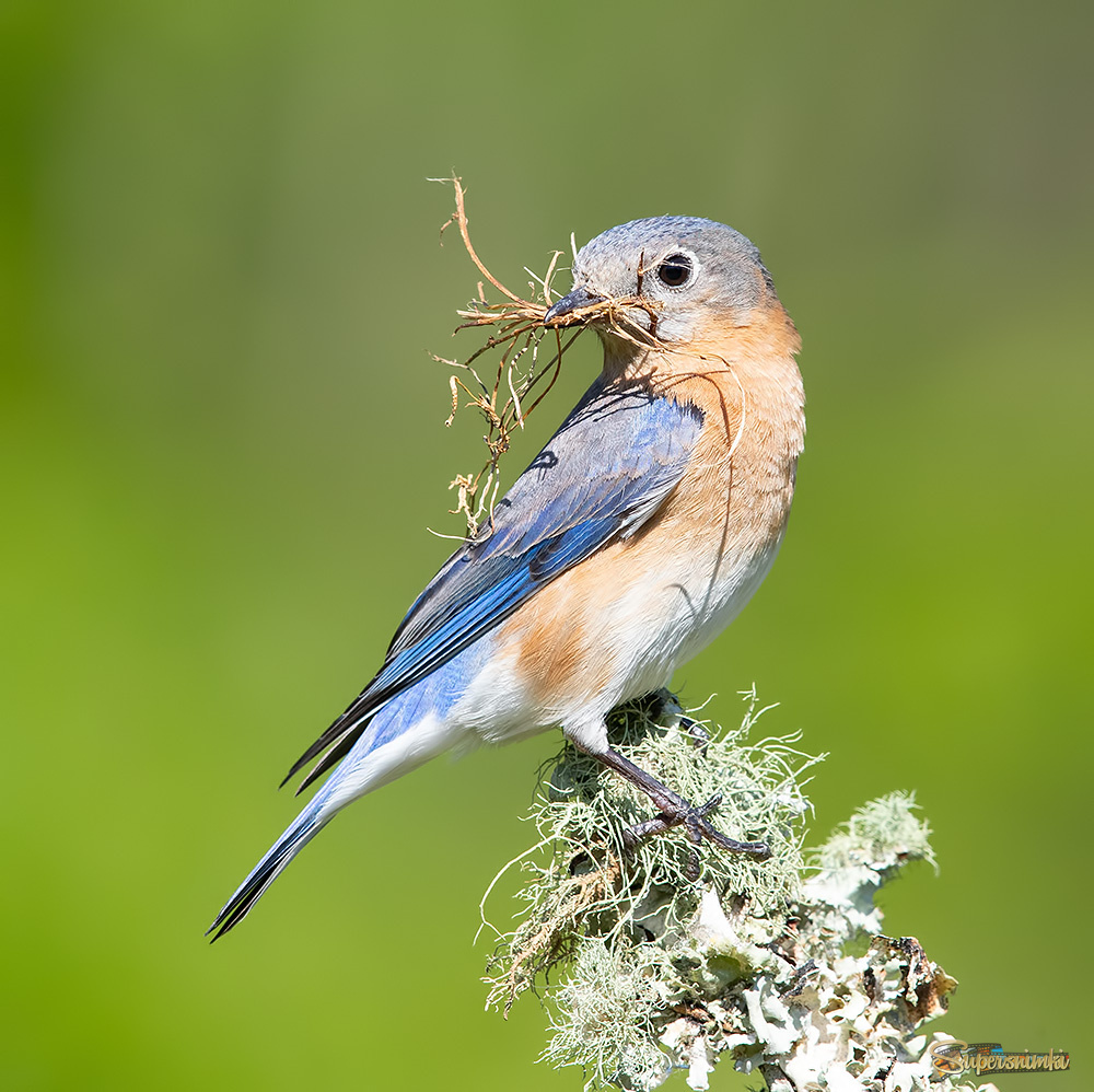 С Международным Днем Птиц - Восточная сиалия
