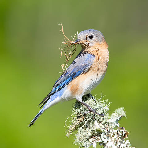 С Международным Днем Птиц - Восточная сиалия