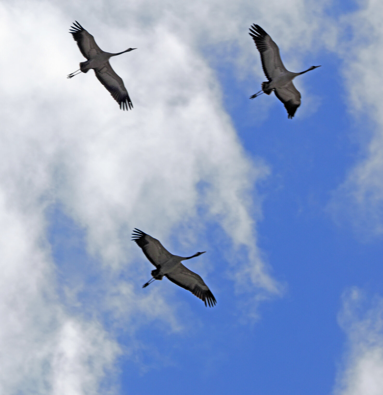 Серые журавли.