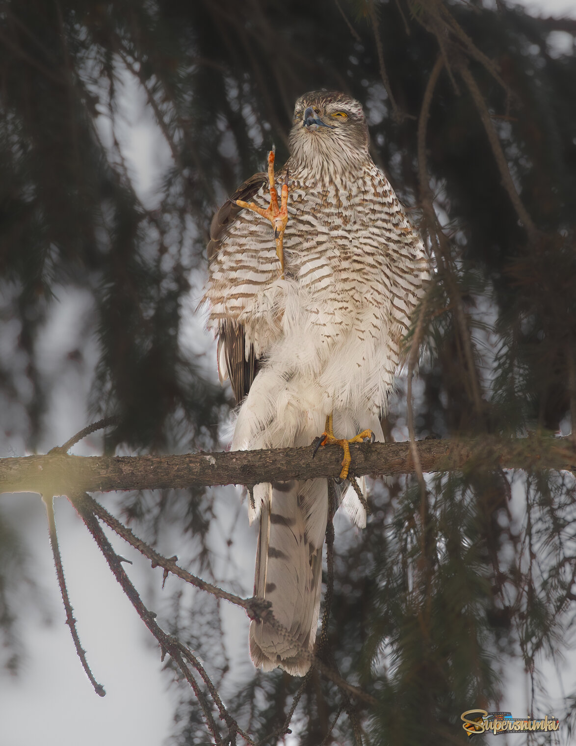 После сытного ужина