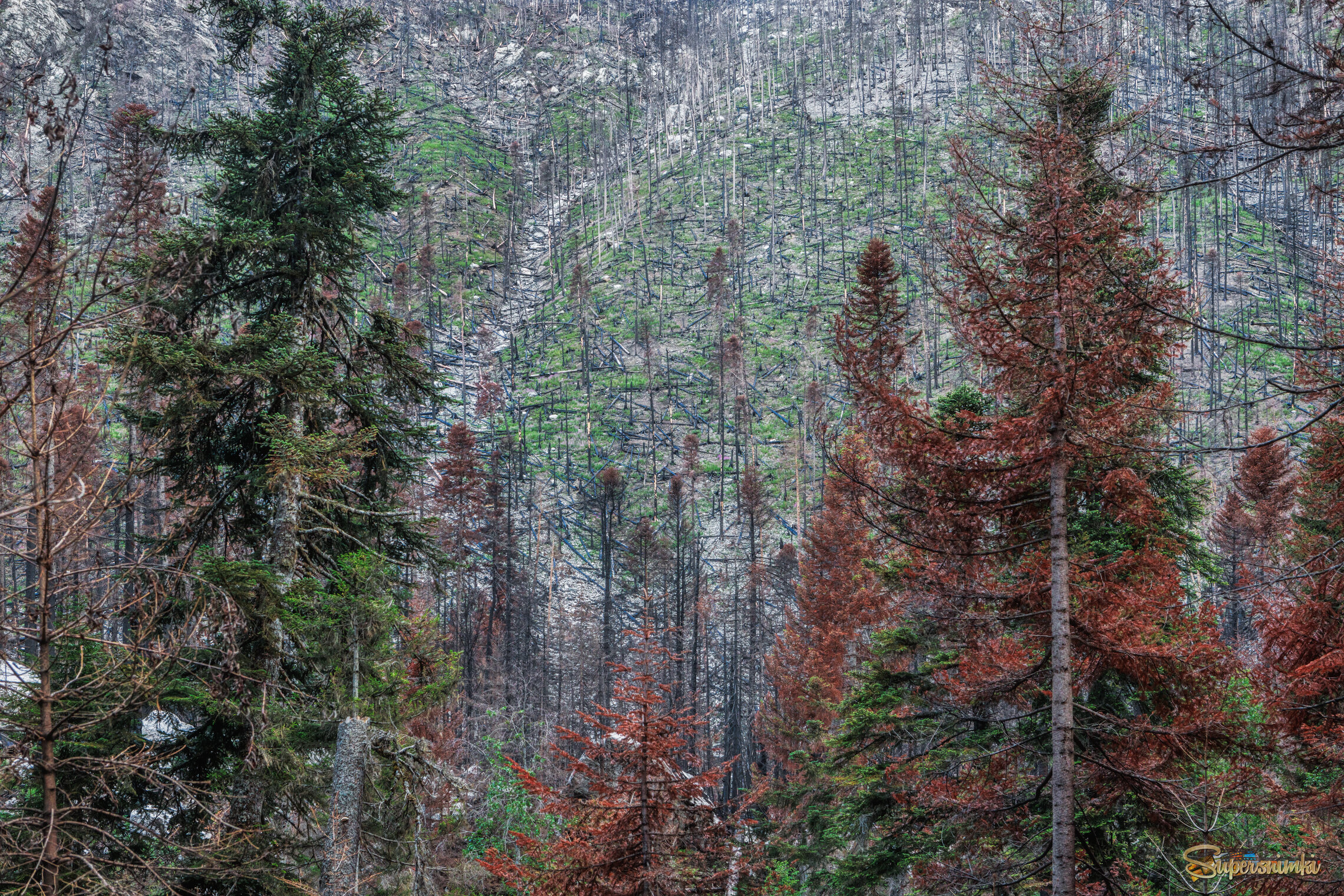 69cd3f65950afa35ca9f5a04