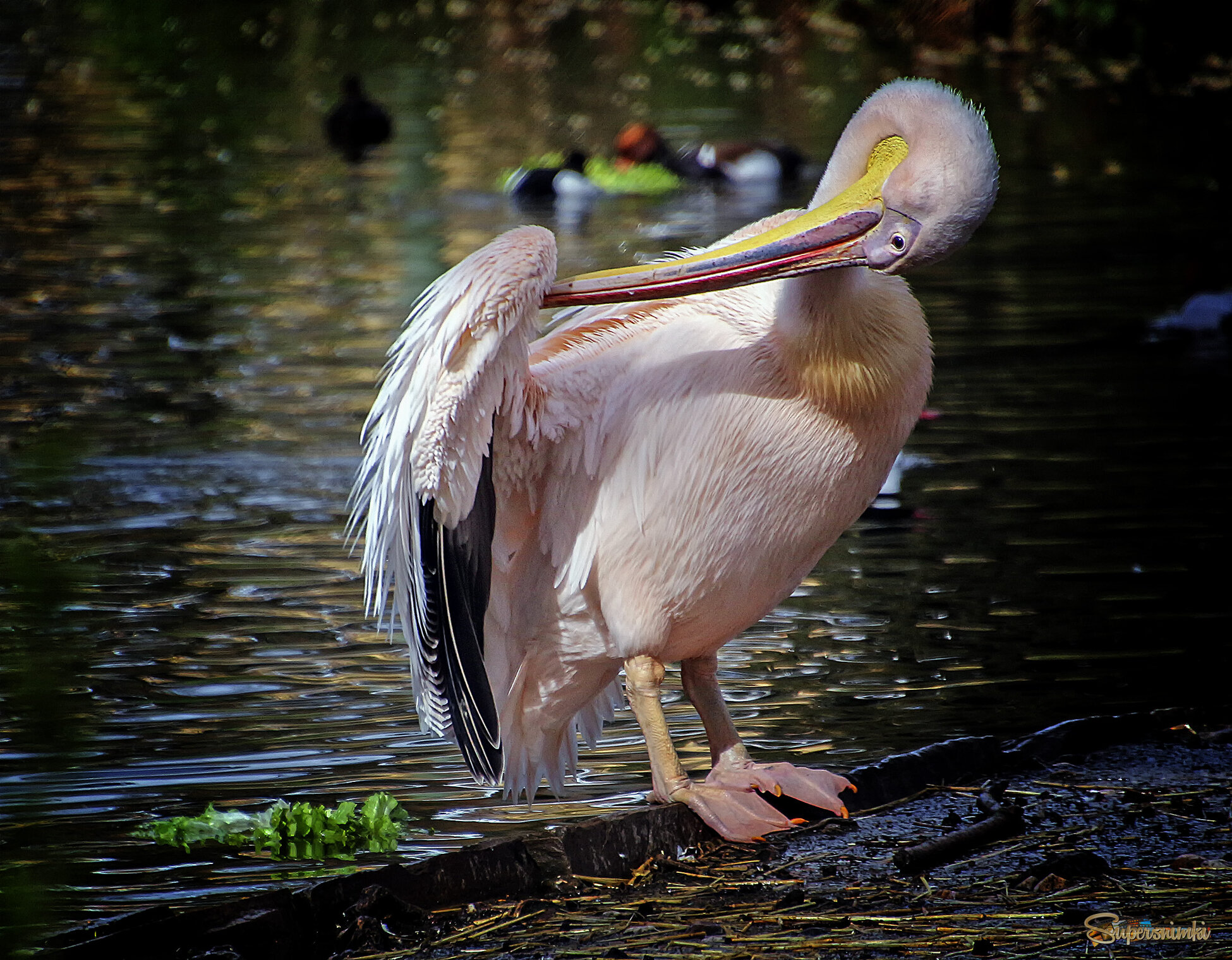 Хочу быть красивым