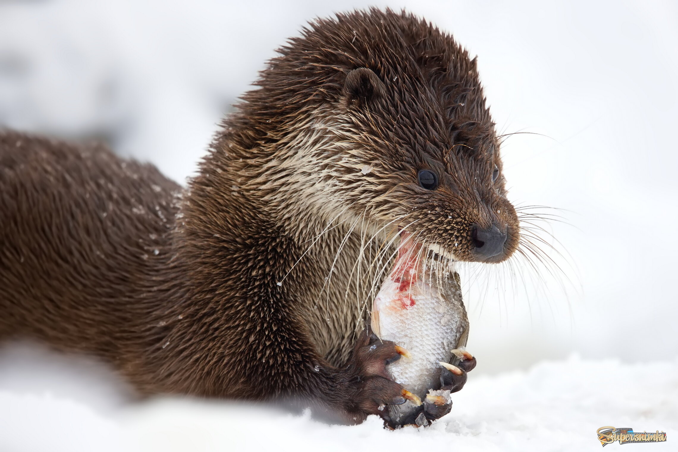 Пикник на снегу