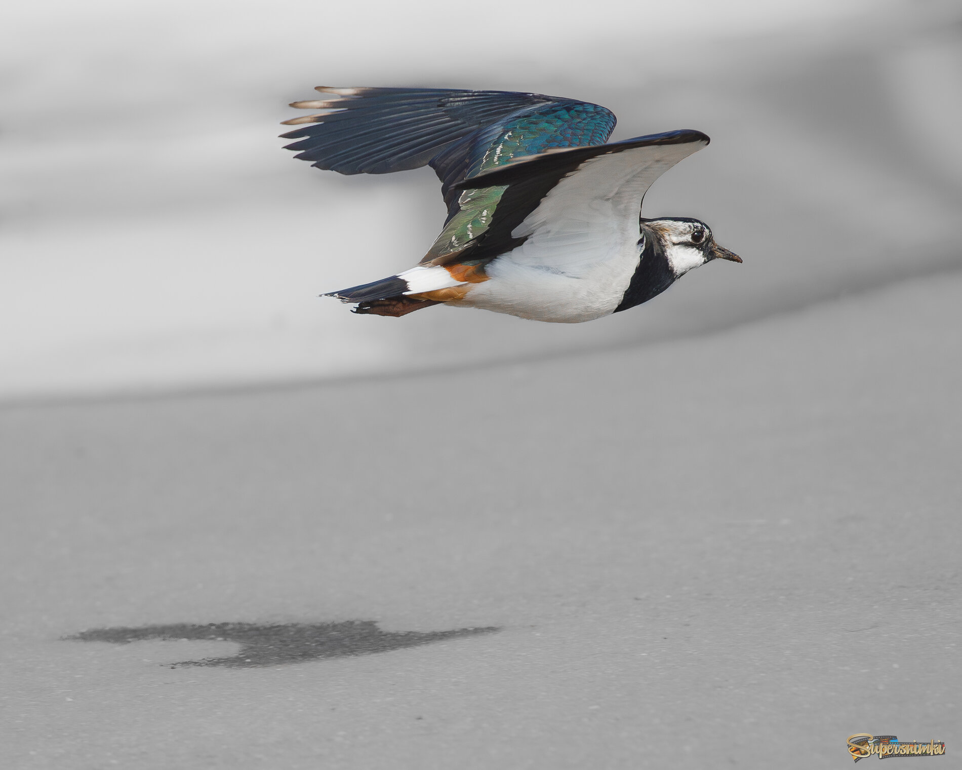 Я и моя тень