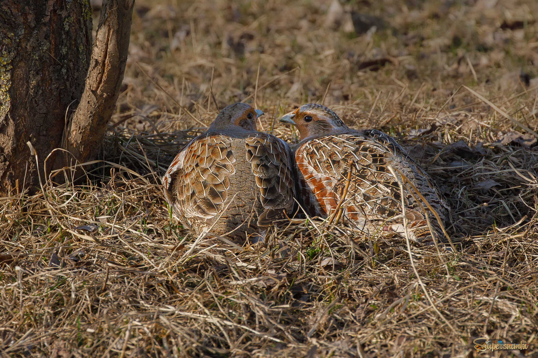 Это ли не любовь?