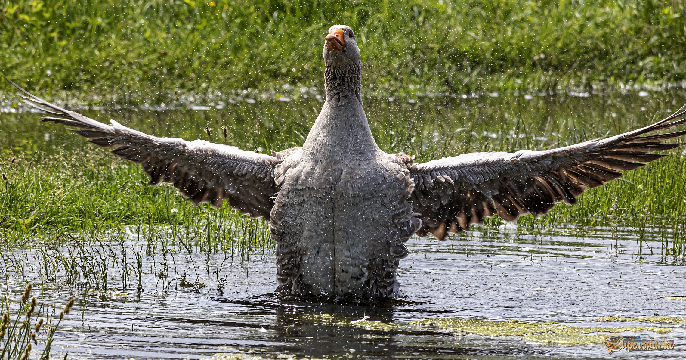 Гусь!Просто гусь!