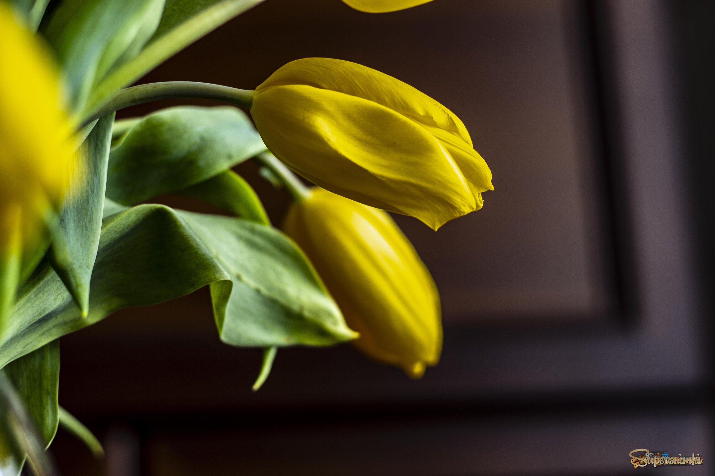 Желтые тюльпаны.