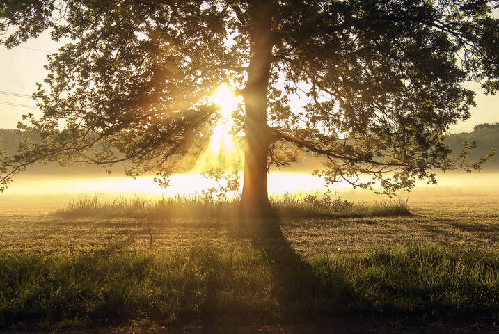 В потоках света
