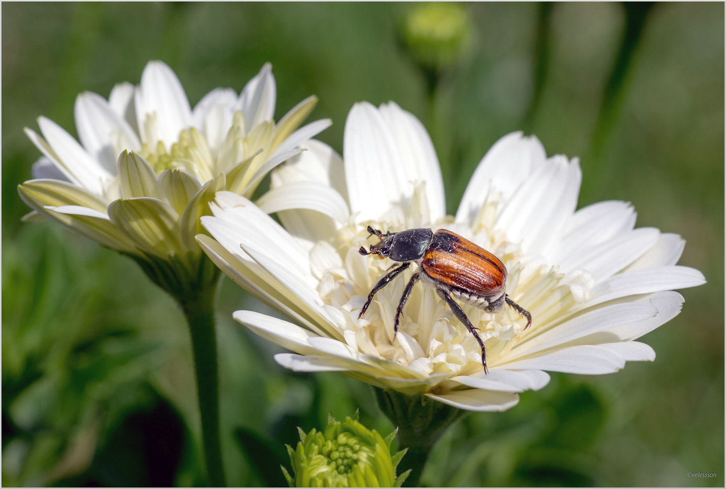 Про Кузьку ...