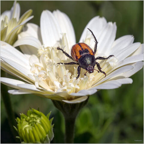 Про Кузьку ...