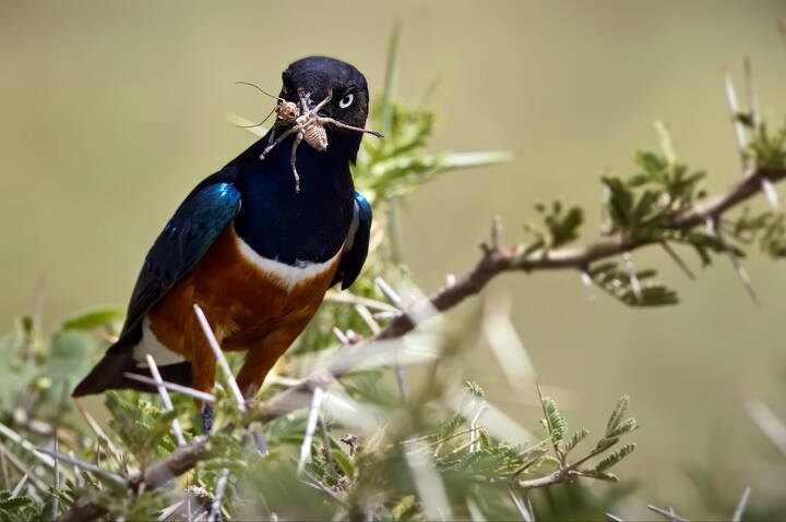 Большая козявка