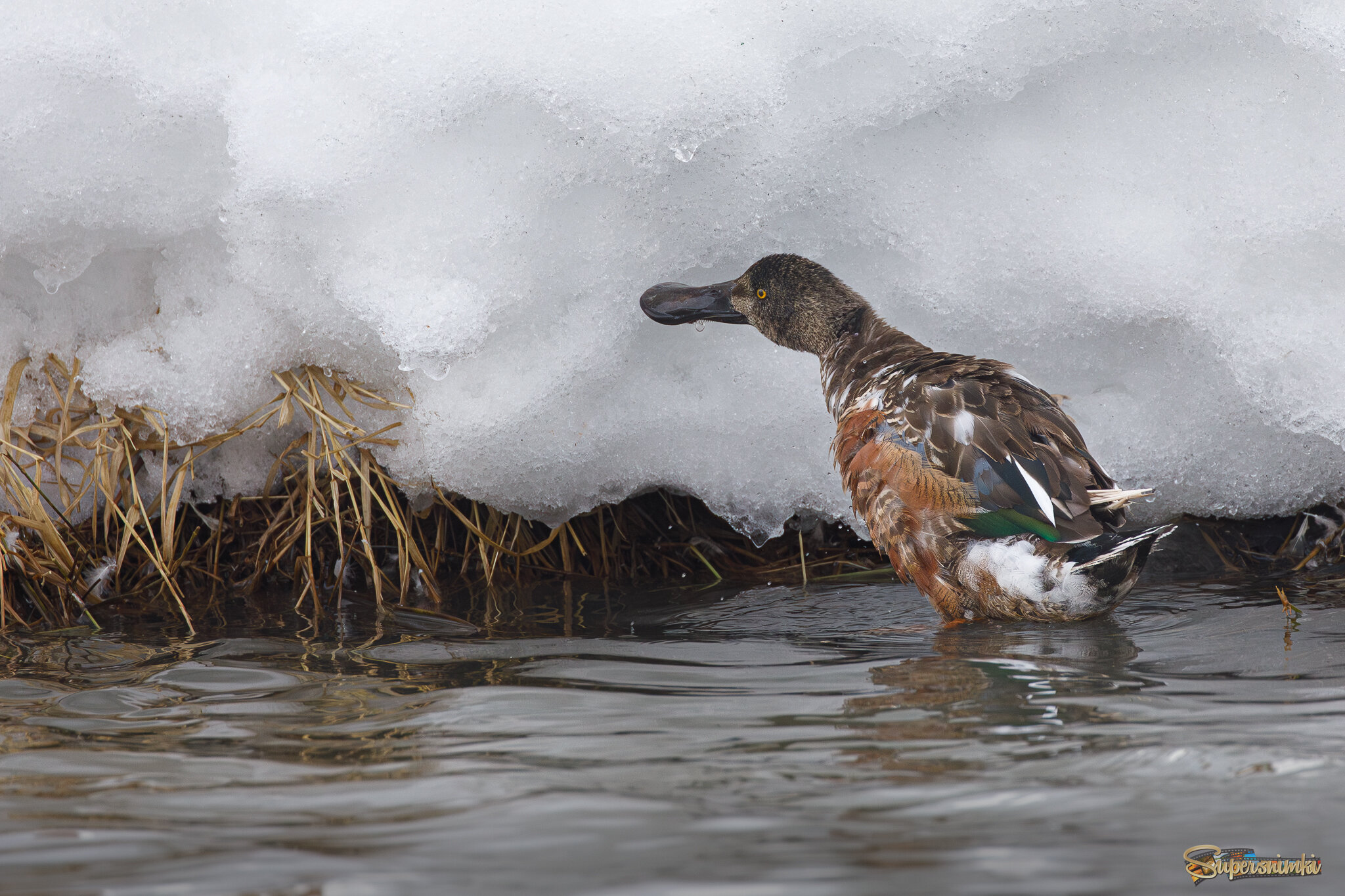 Холодненького захотелось!