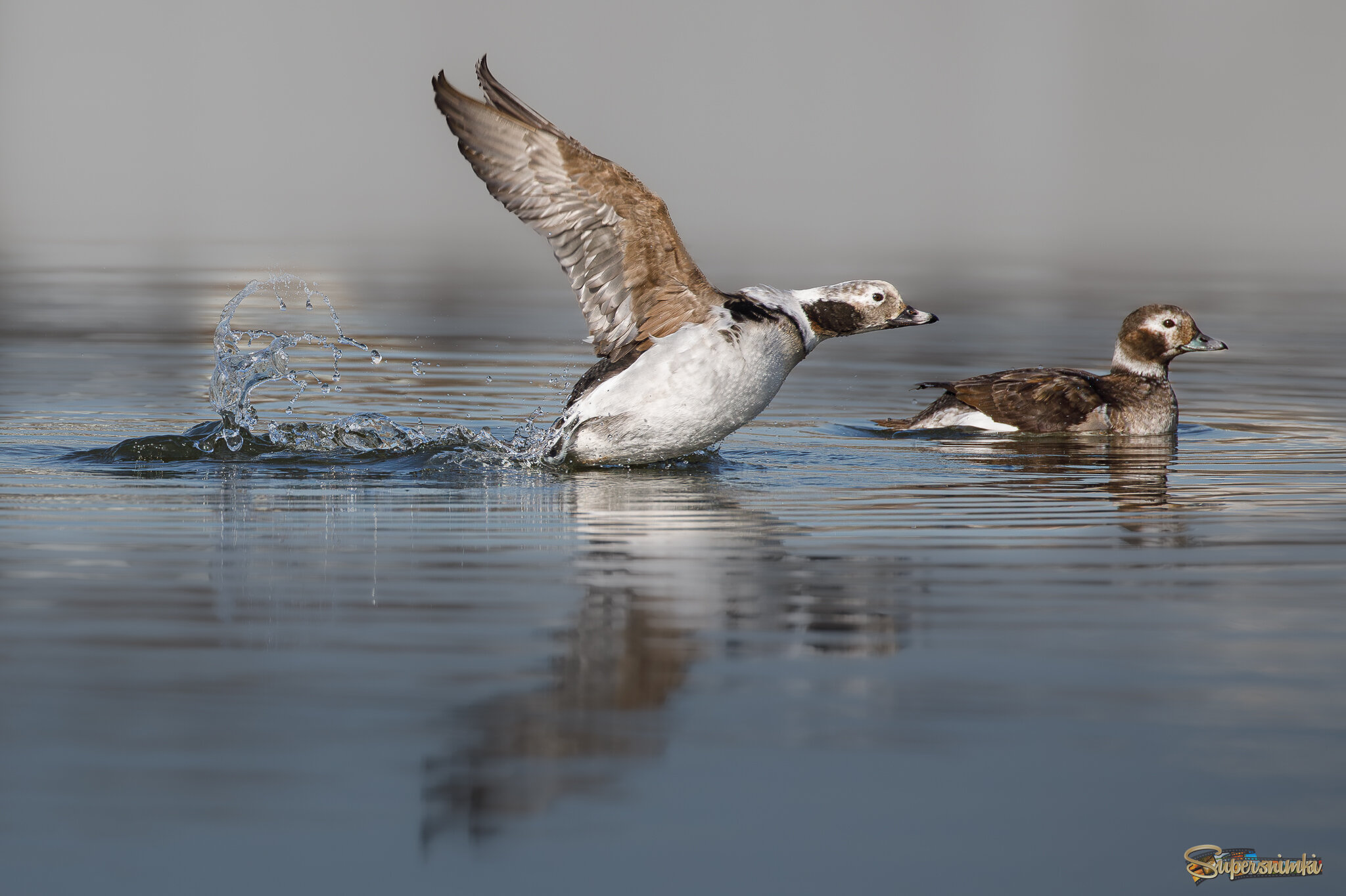 Надо лететь... а не хочется