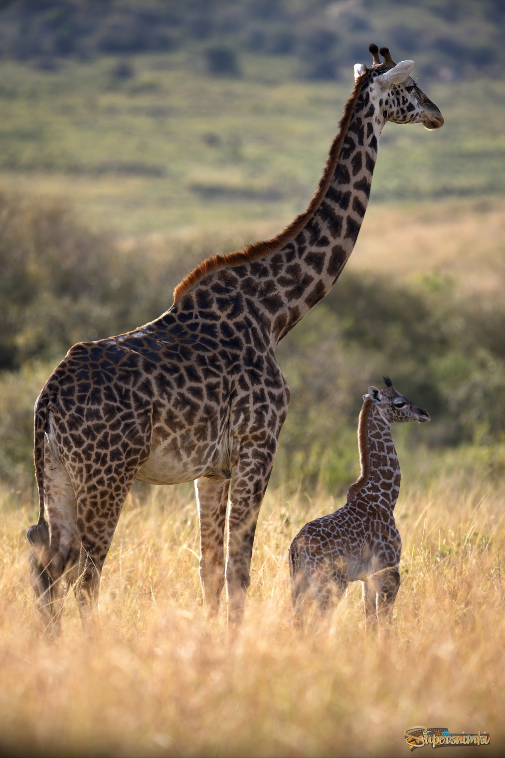 Большой и маленький