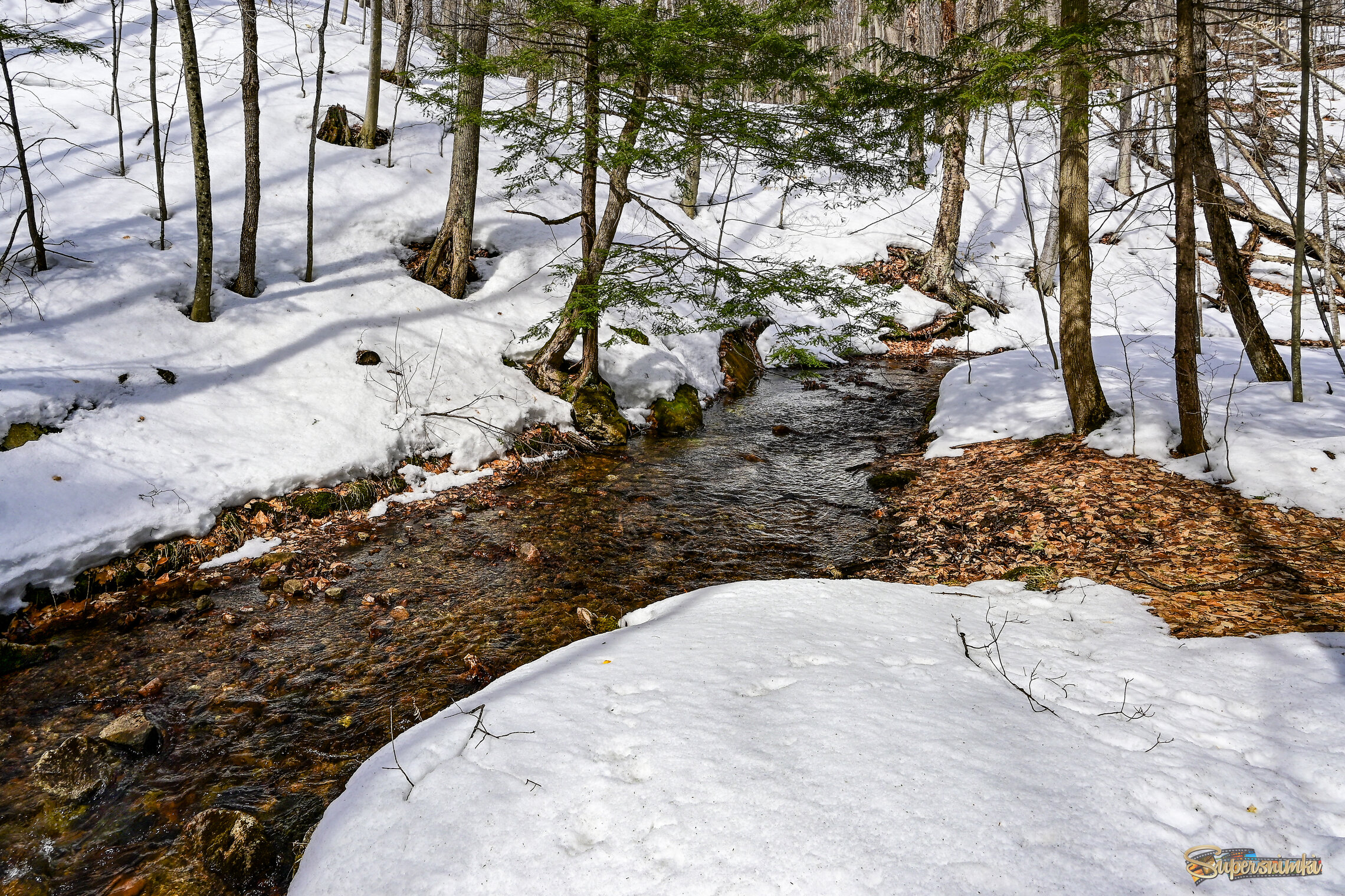 Ручьи лесные