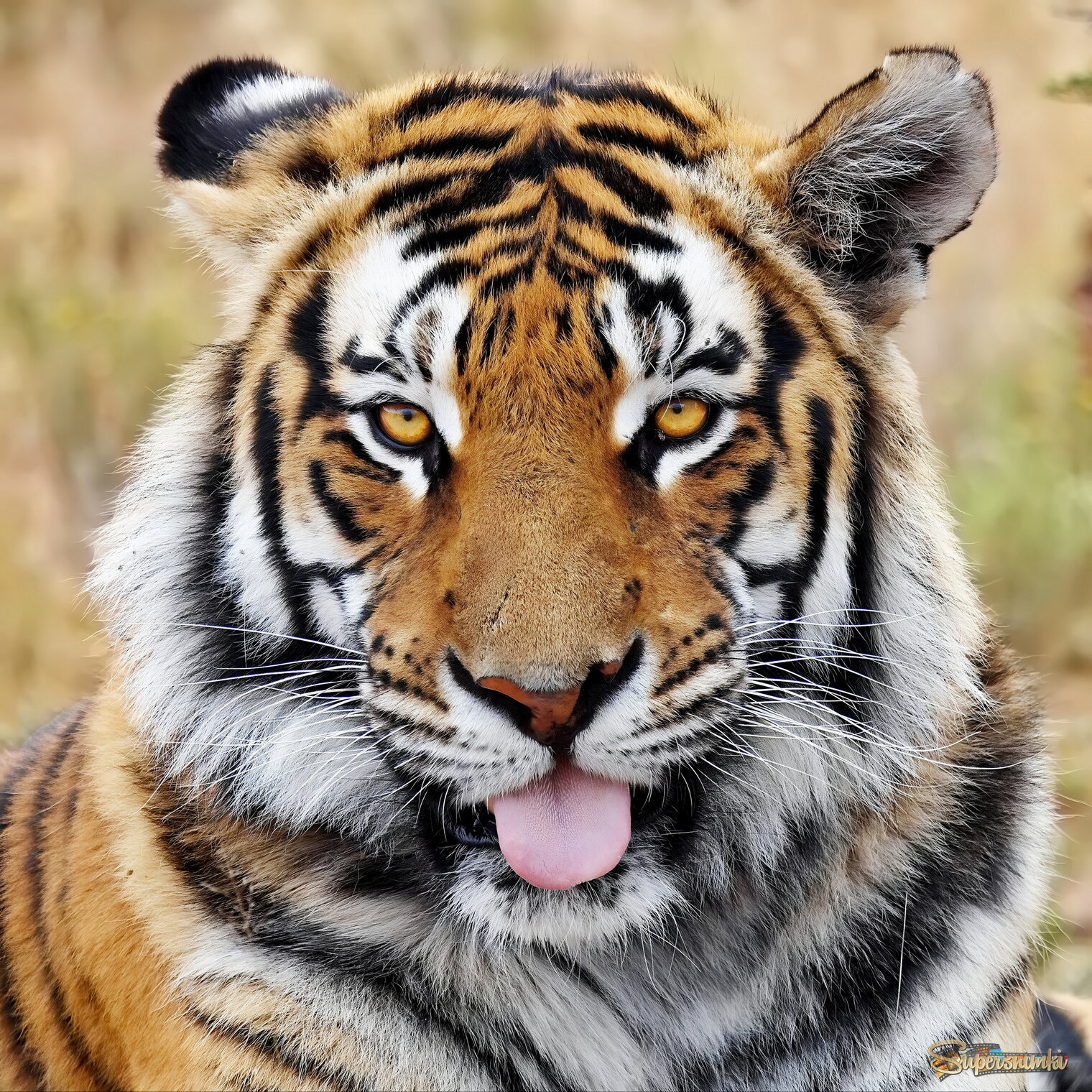 Портрет с язычком