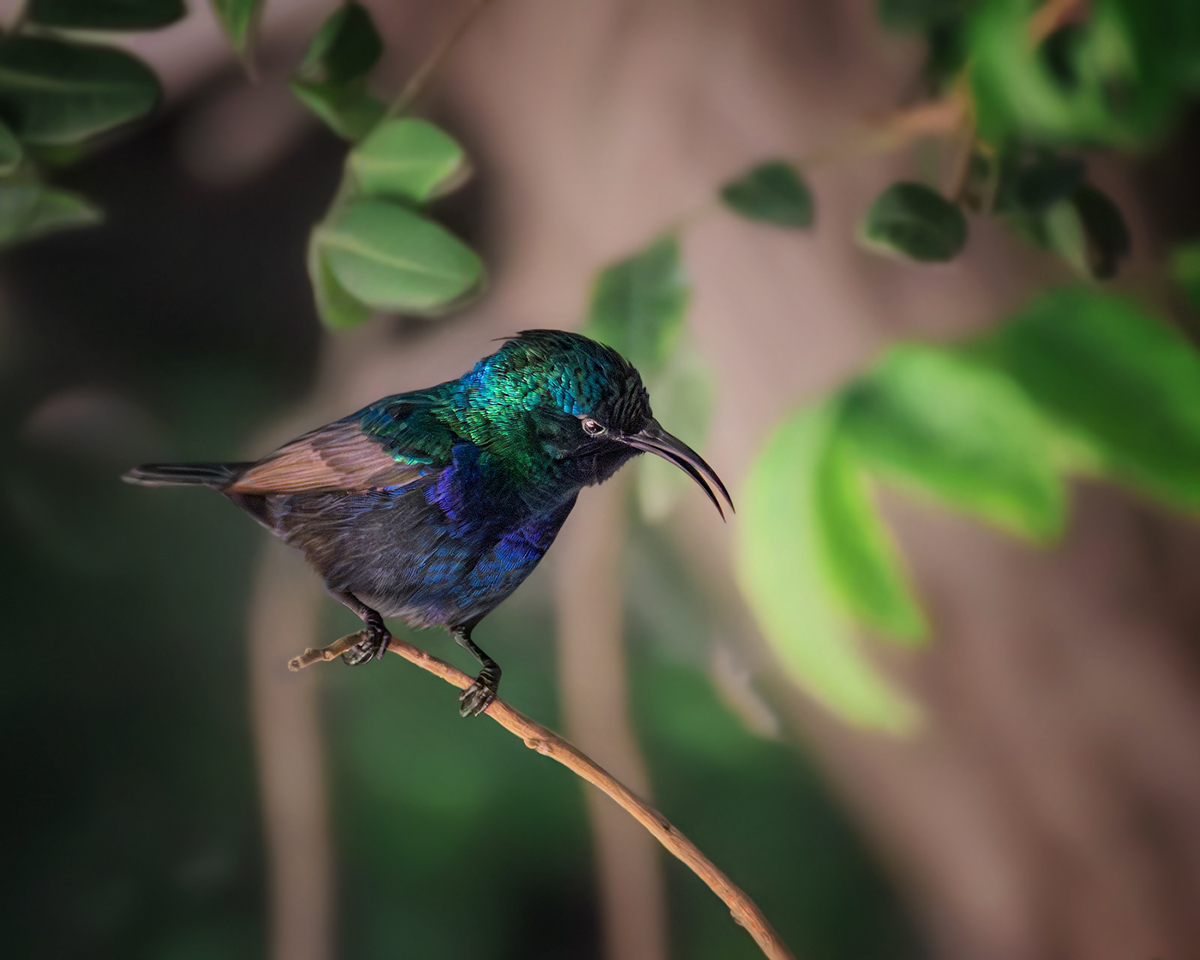 Нектарница