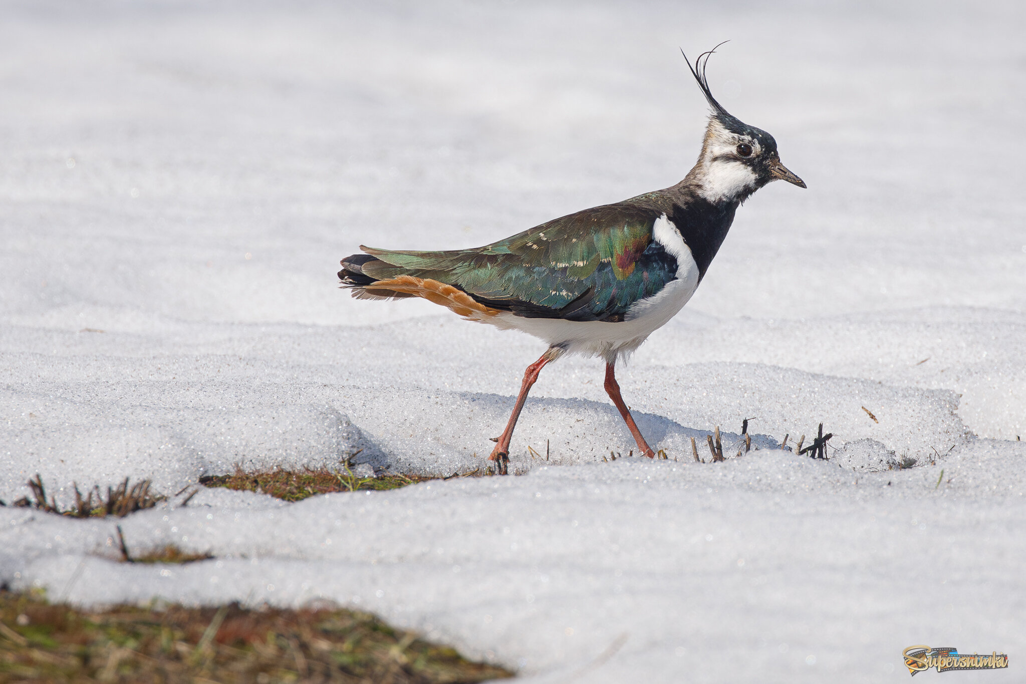 Прогуляться по последнему снегу
