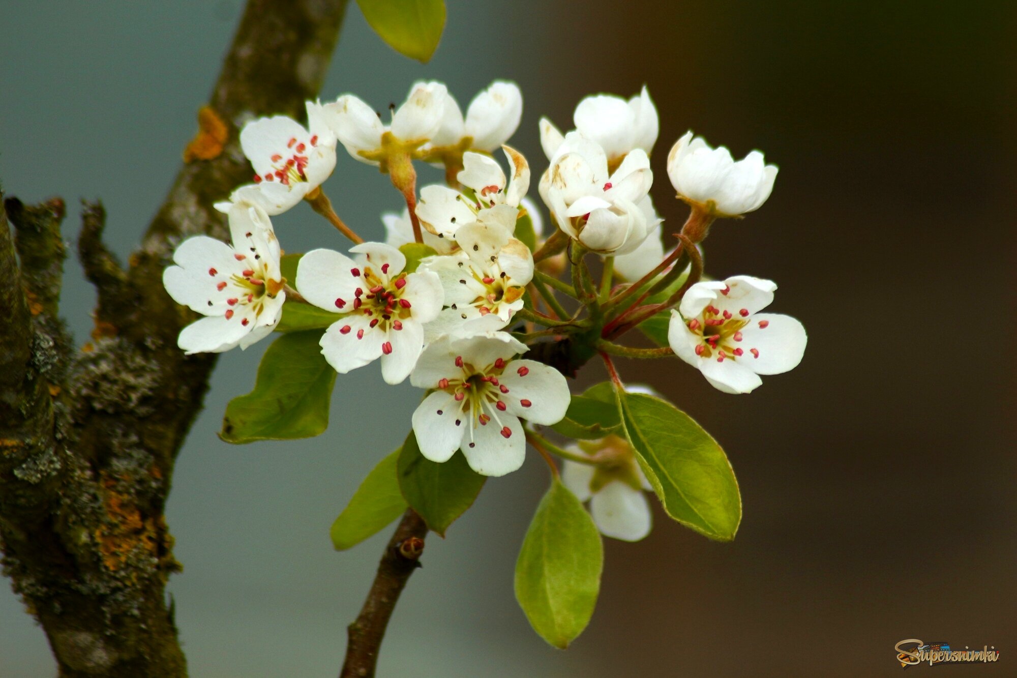 Цветущий апрель