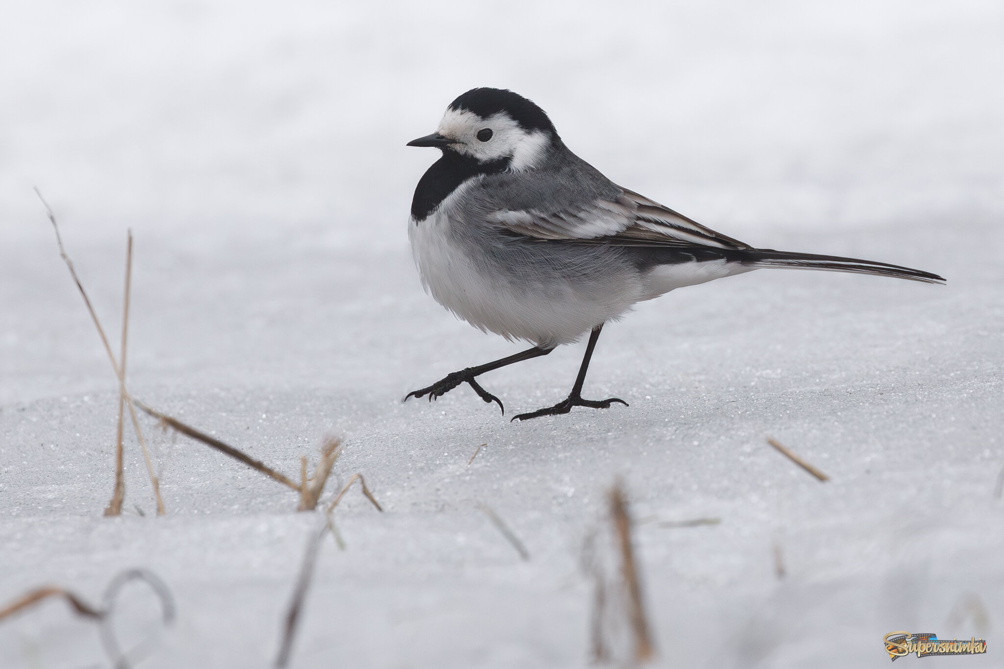 Гордая малютка