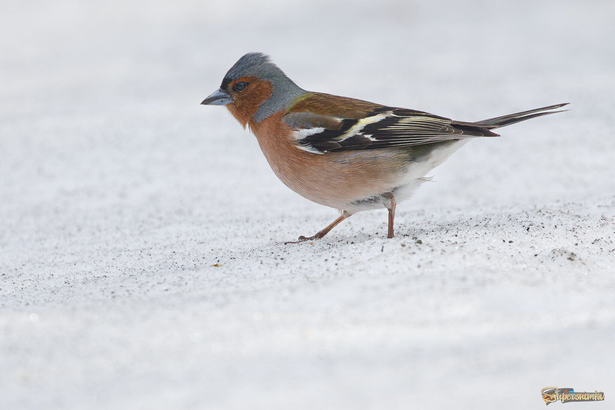 На остатках снега